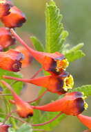 Image of Bolivian Nasturtium