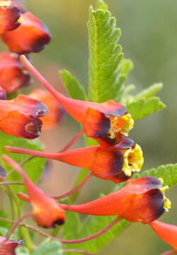 Image of Tropaeolum tricolor Sw.