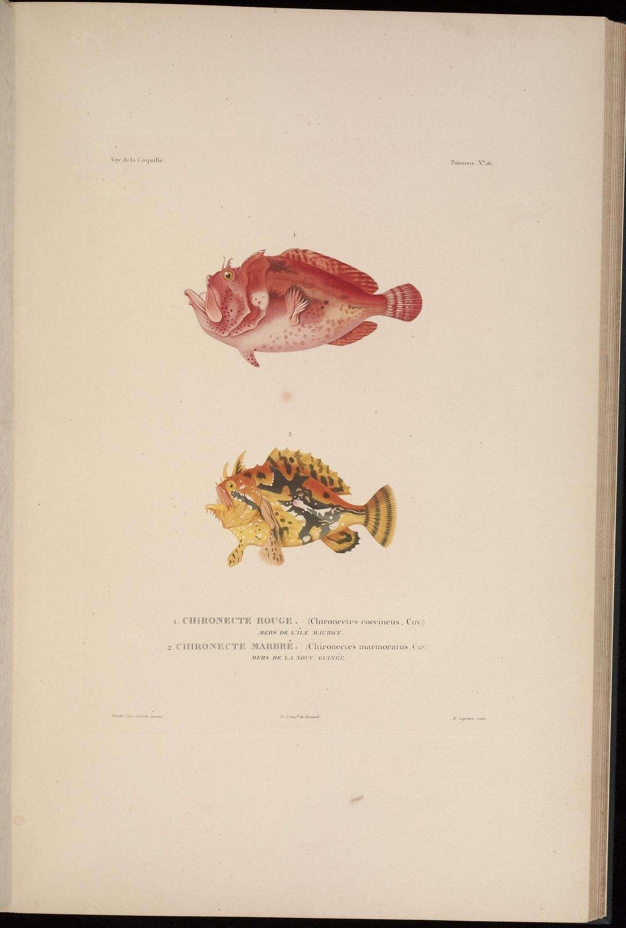 Image of Antennatus coccineus (Lesson 1831)