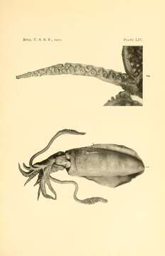 Plancia ëd Sepioteuthis lessoniana d'Orbigny 1826