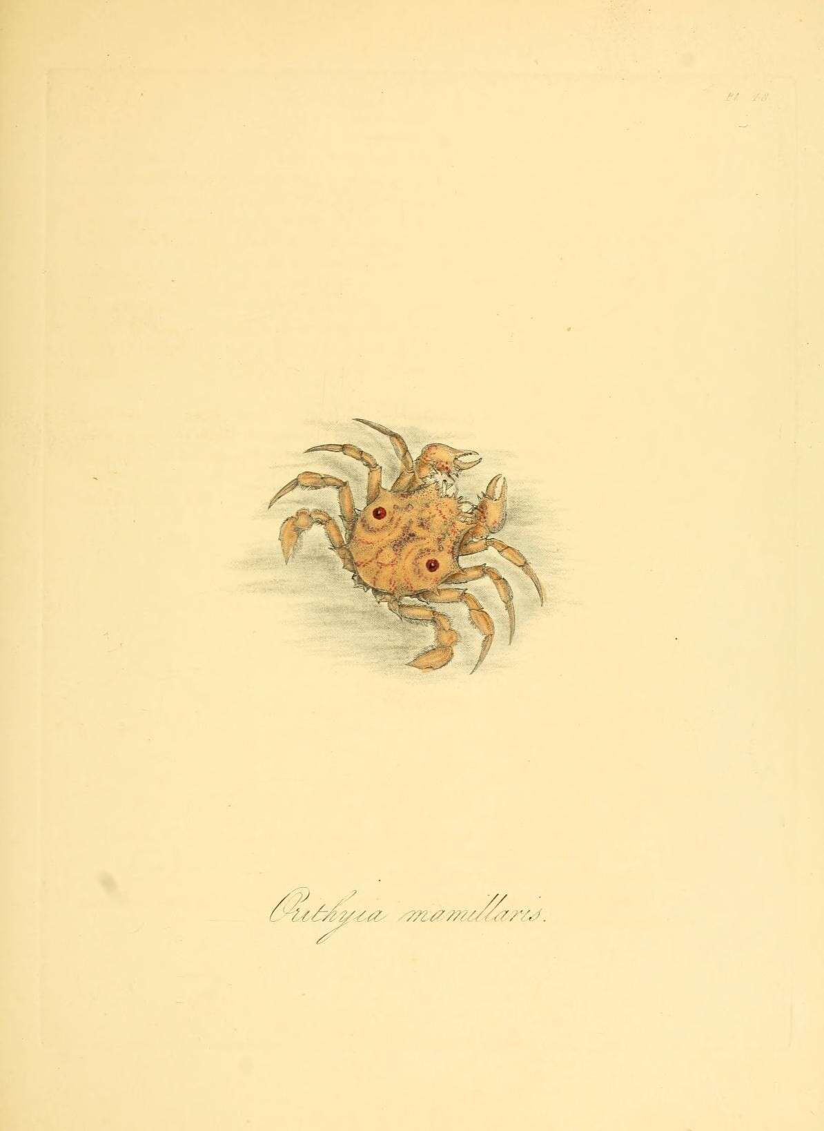 Image of Orithyioidea Dana 1852