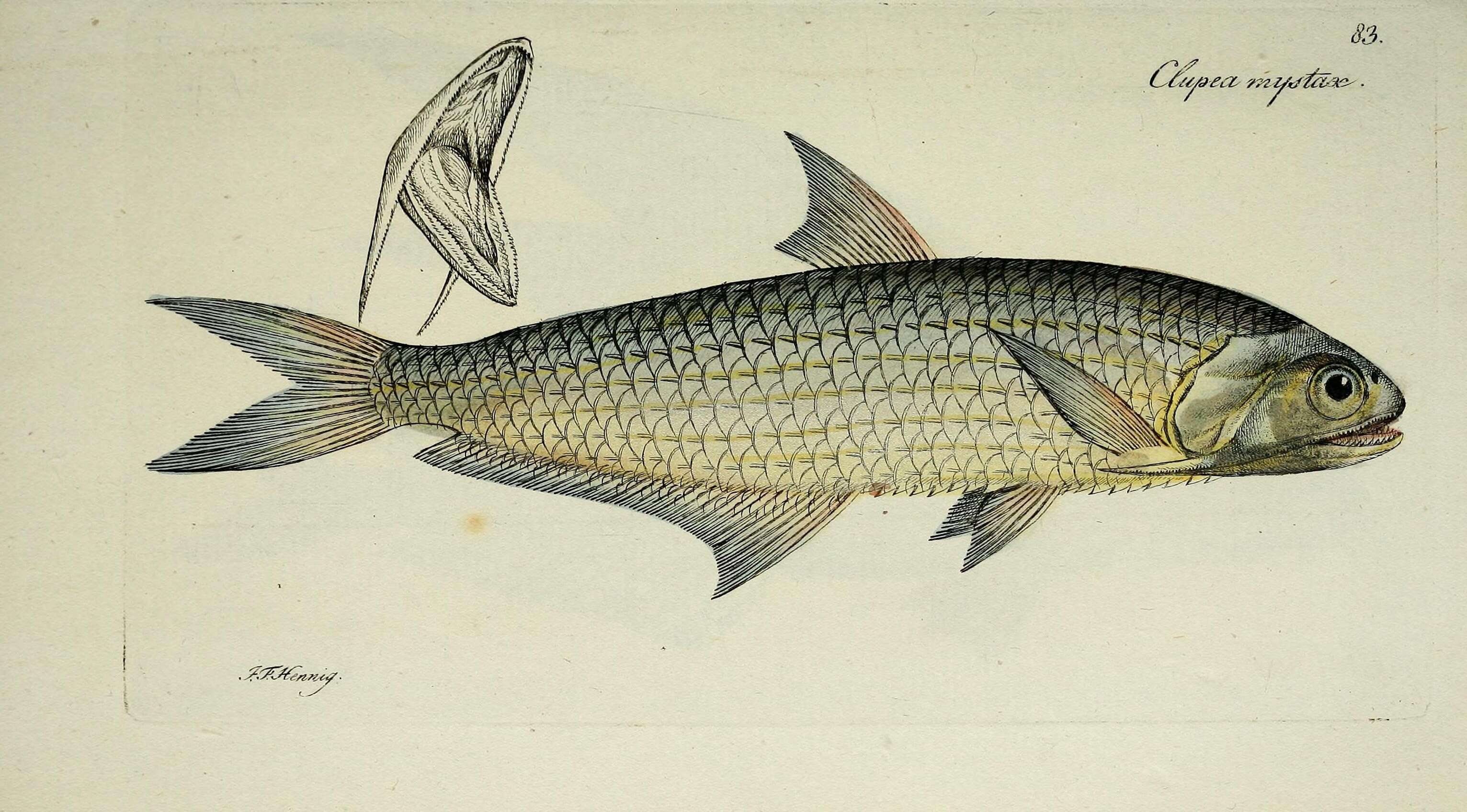 Слика од Thryssa mystax (Bloch & Schneider 1801)