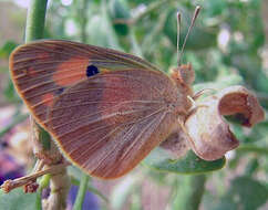 Image of Blue-spotted arab