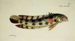 Image of Harlequin sandperch