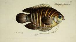 Image of Banded gourami