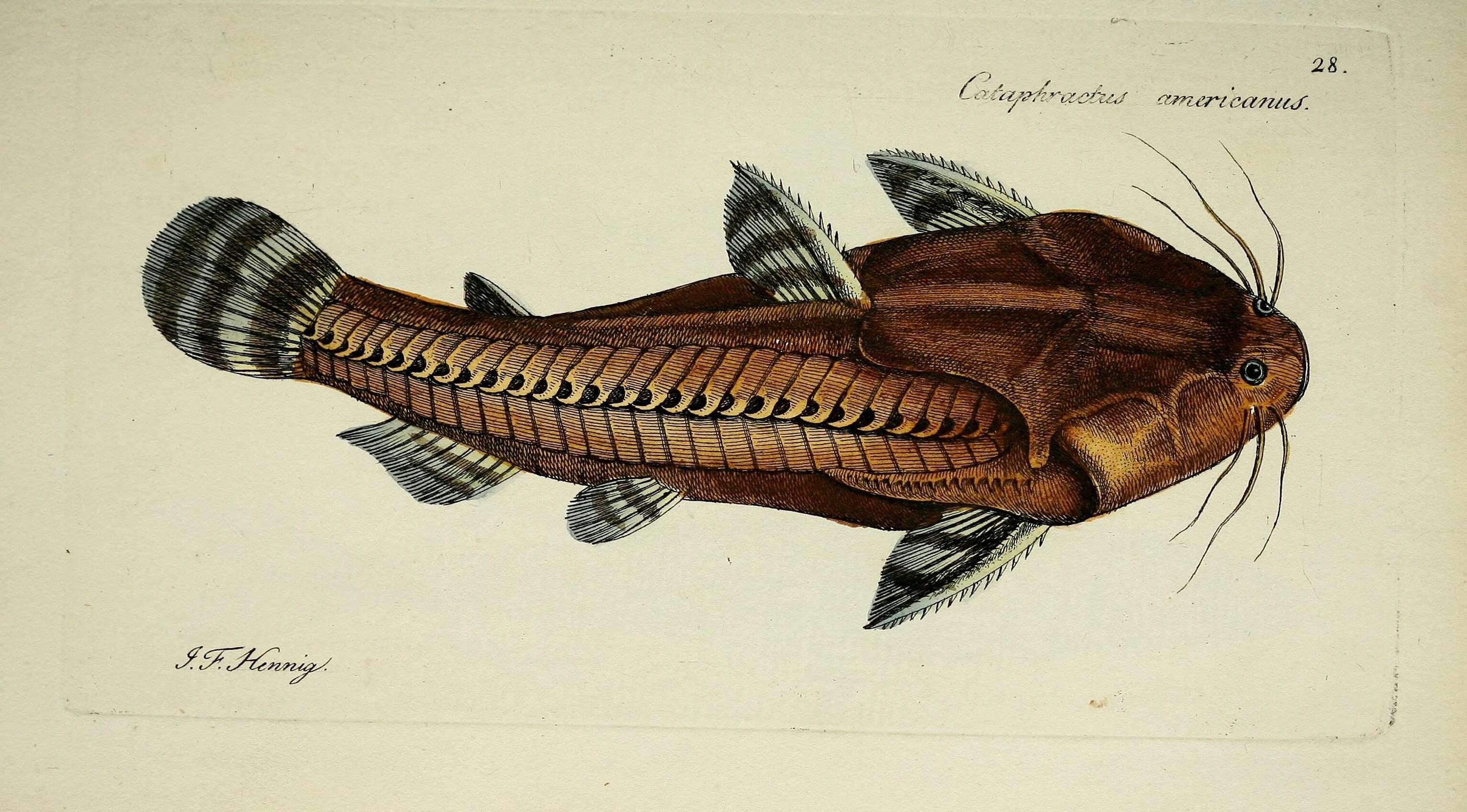 Image of Spiny catfish