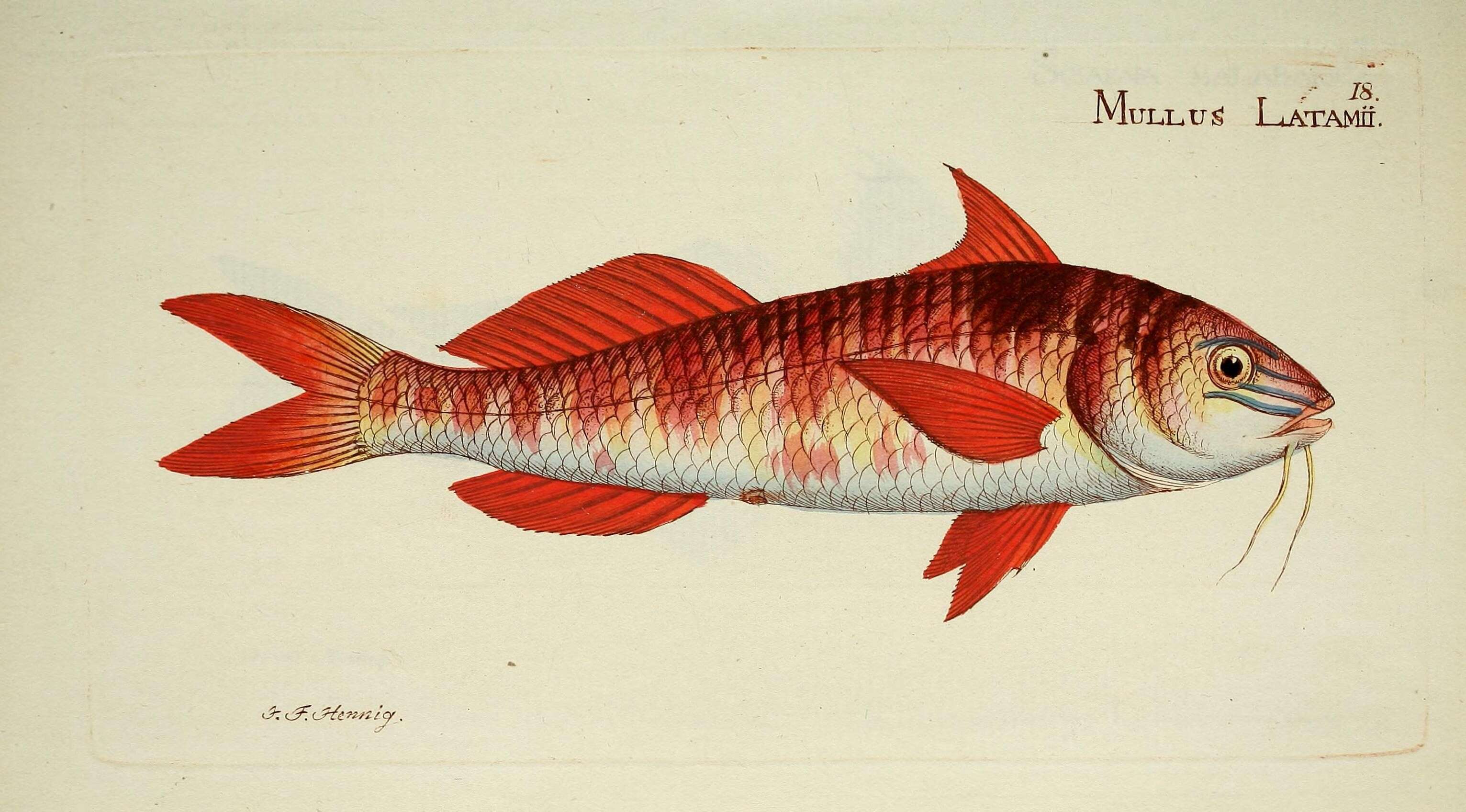 Image of Upeneichthys