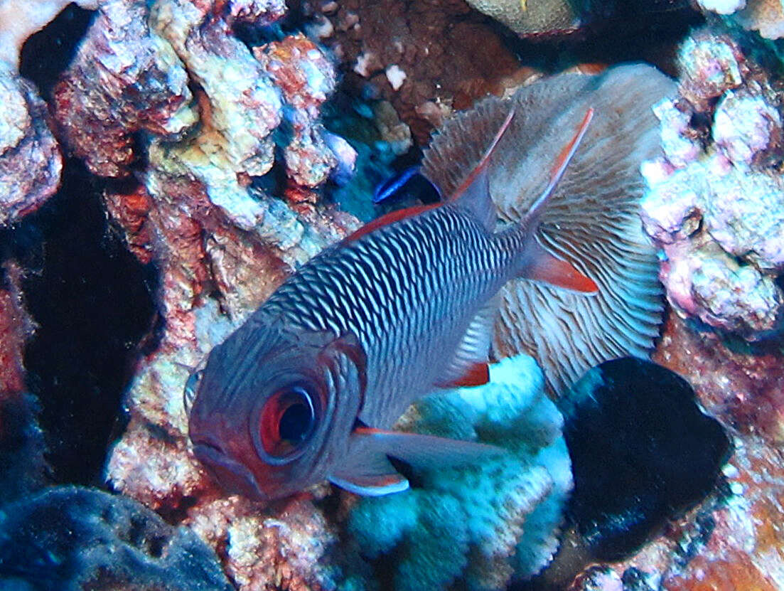 Image of Blacktip Soldierfish