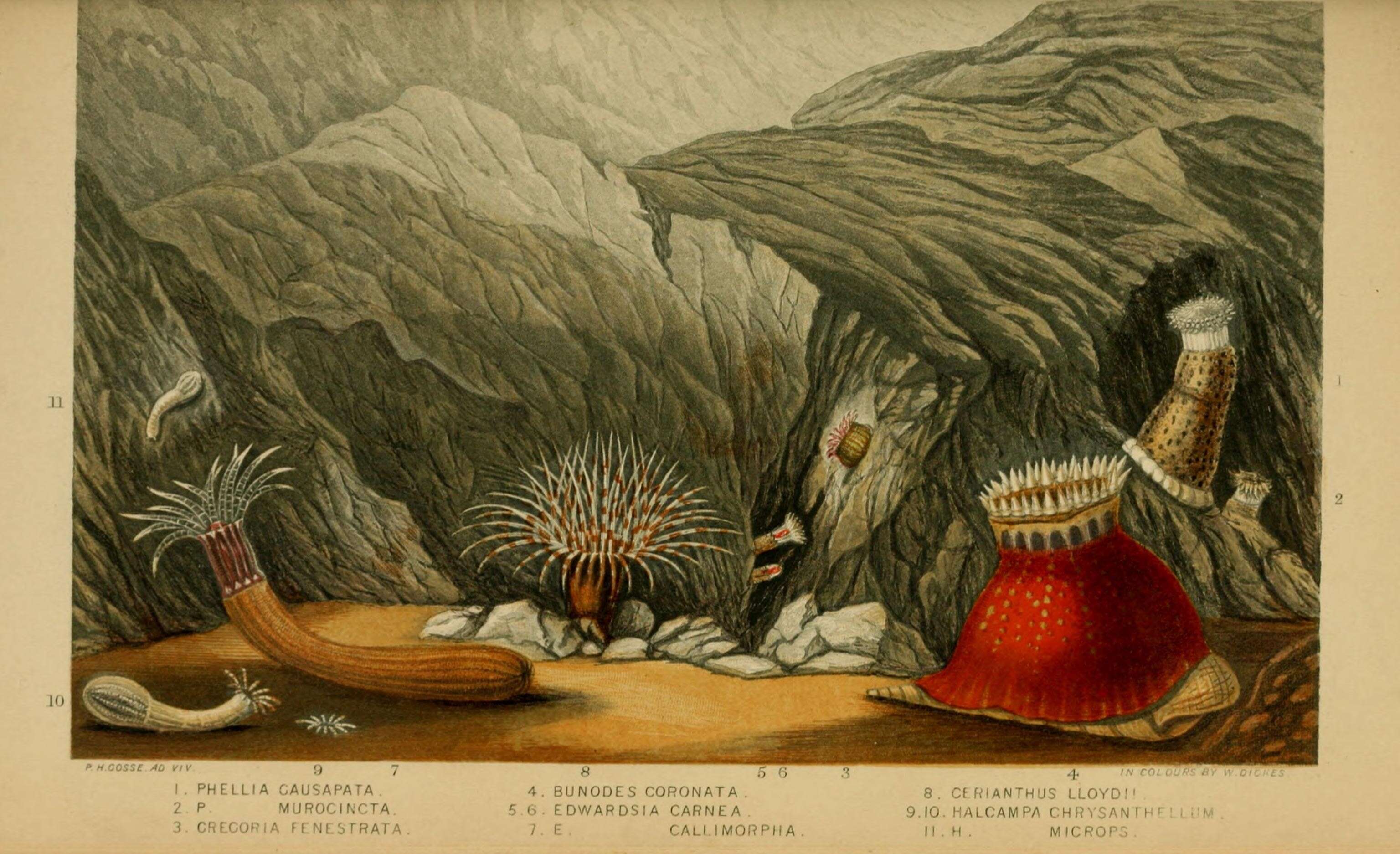 Image de Gregoria fenestrata Gosse 1860