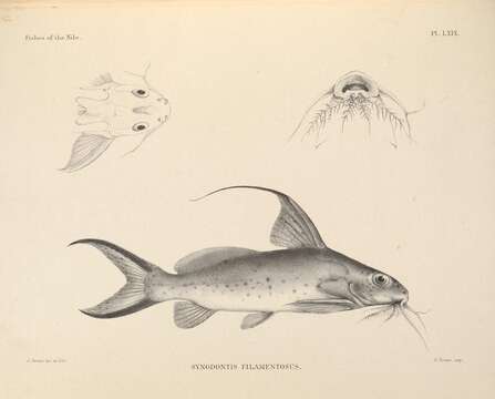 Image de Synodontis filamentosus Boulenger 1901