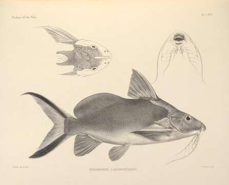 Image de Synodontis caudovittatus Boulenger 1901