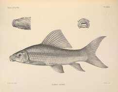 Image of African Carp
