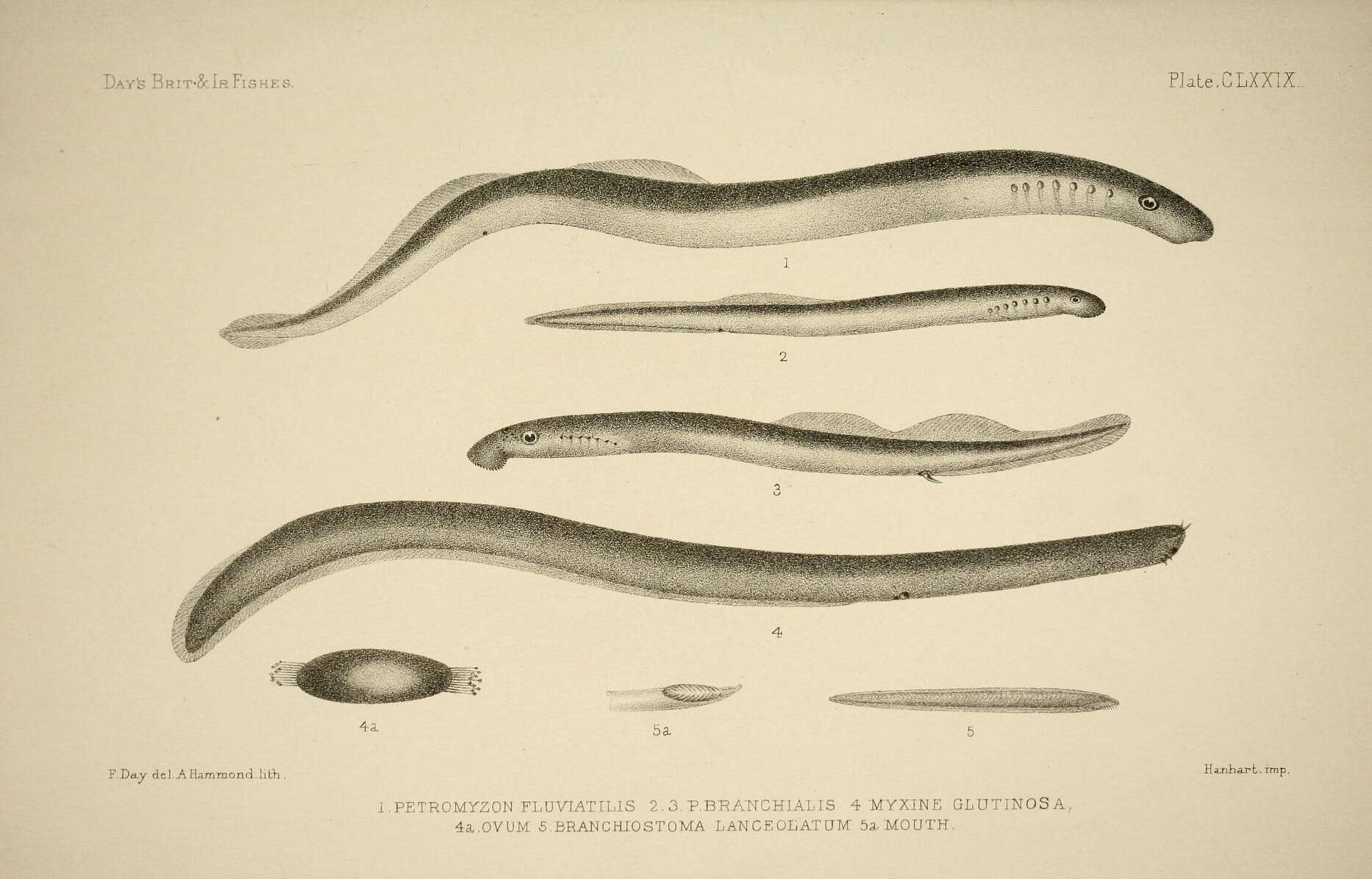 Image of Atlantic Hagfish