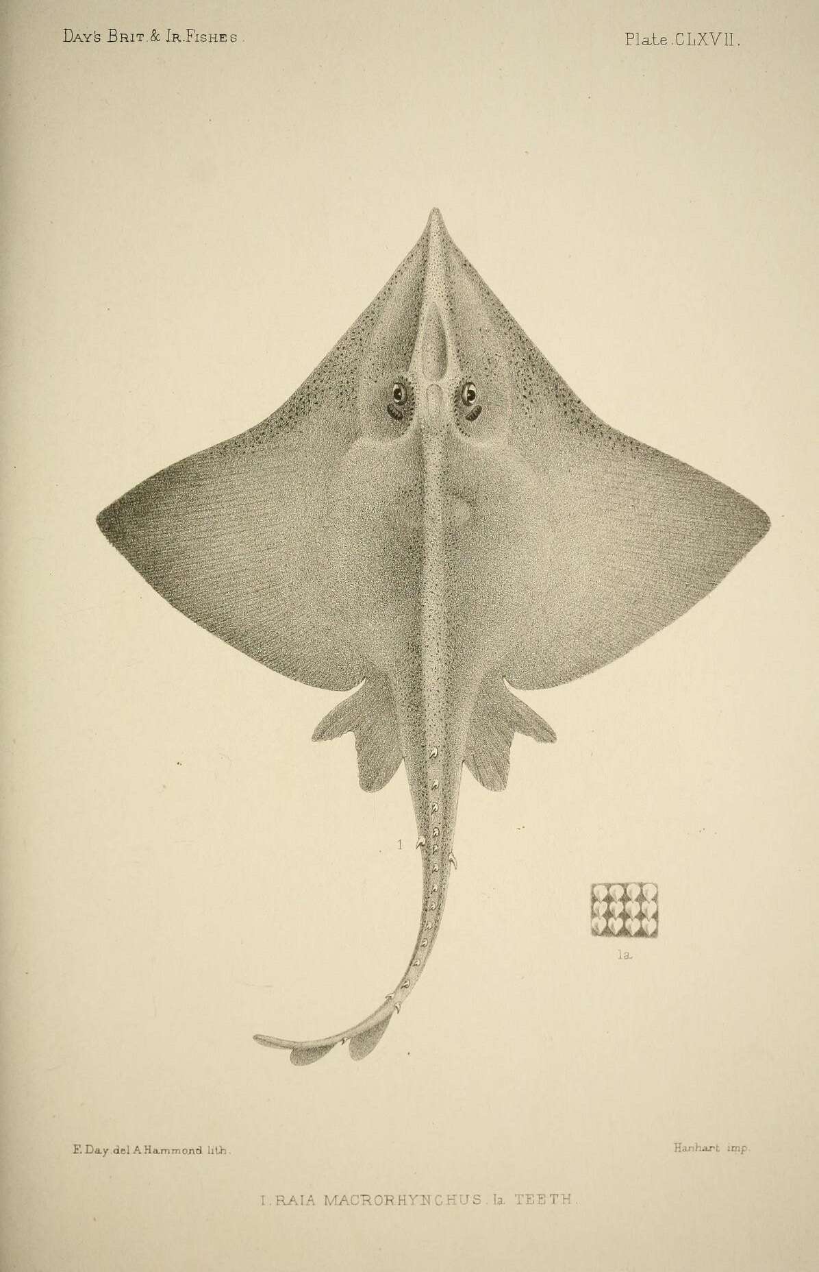 Image of Blue Skate