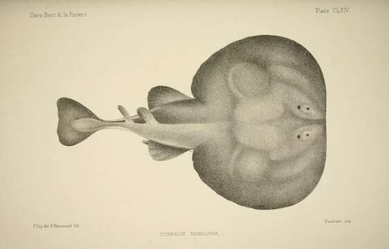 Image of electric ray