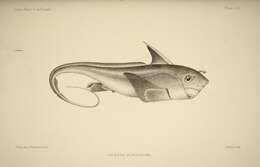 Imagem de Chimaera monstrosa Linnaeus 1758