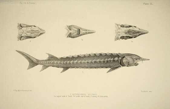 Image of Atlantic Sturgeon