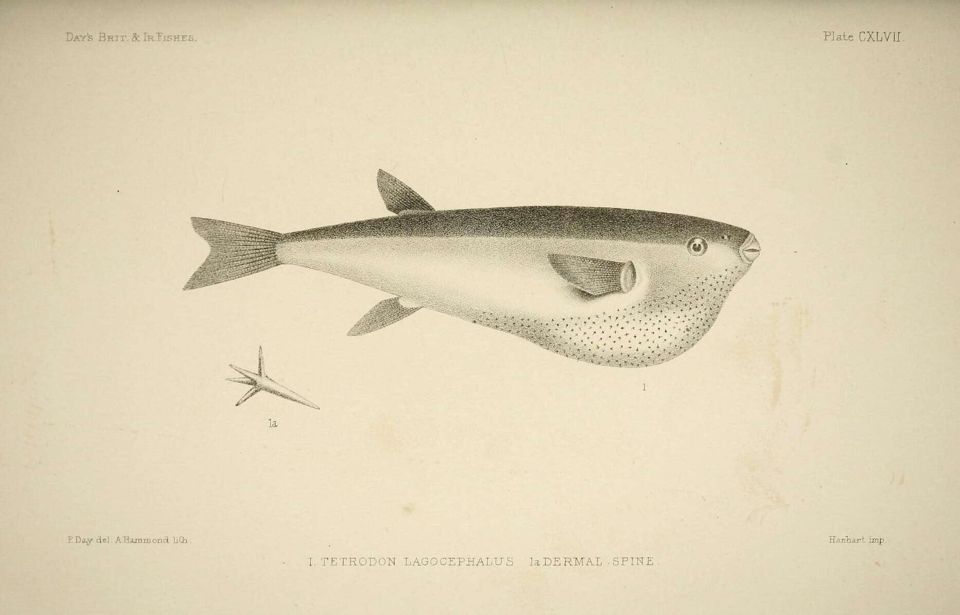 Plancia ëd Lagocephalus lagocephalus (Linnaeus 1758)
