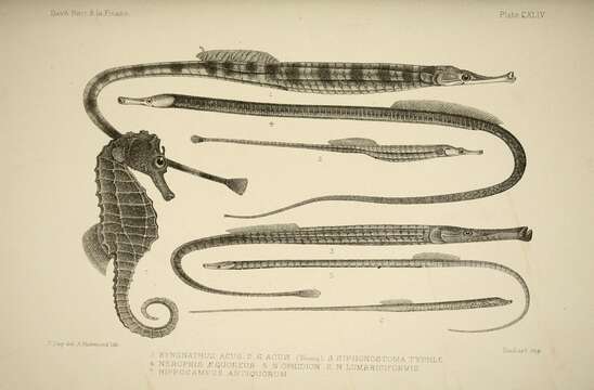 Image of Entelurus