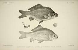 Image of Crucian Carp