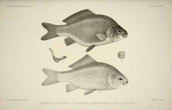 Image of Crucian Carp