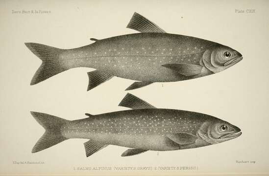 Image of Arctic Char