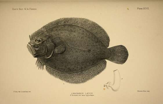 Image of Brill