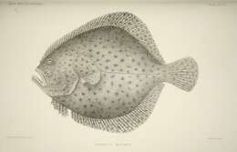 Image of turbot