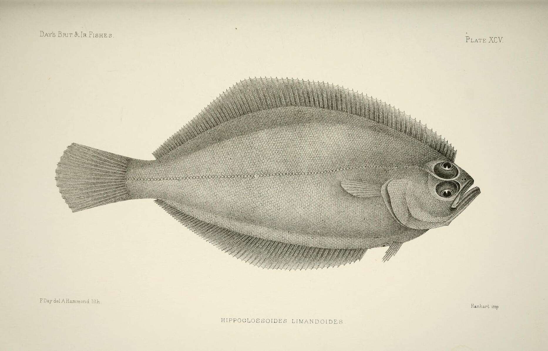 Image of Hippoglossoides