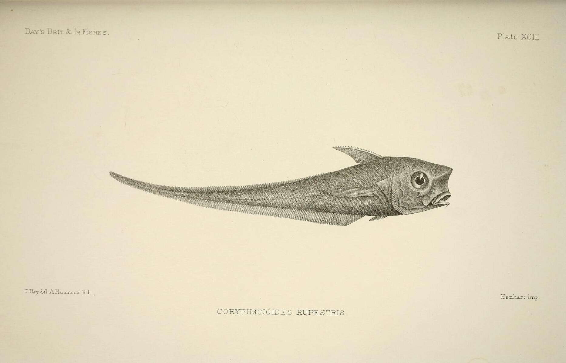 صورة Coryphaenoides rupestris Gunnerus 1765