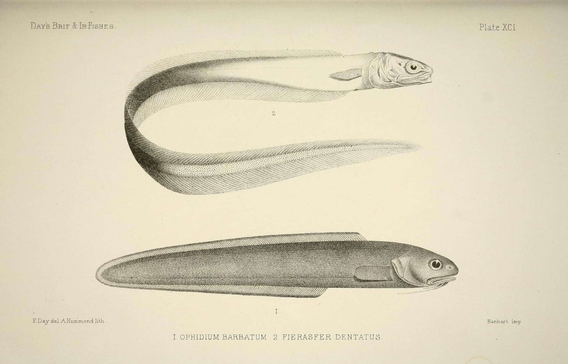 Imagem de Ophidion barbatum Linnaeus 1758