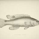 Image of Scale-rayed Wrasse