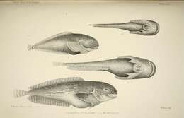 Image of Montagu's Sea Snail