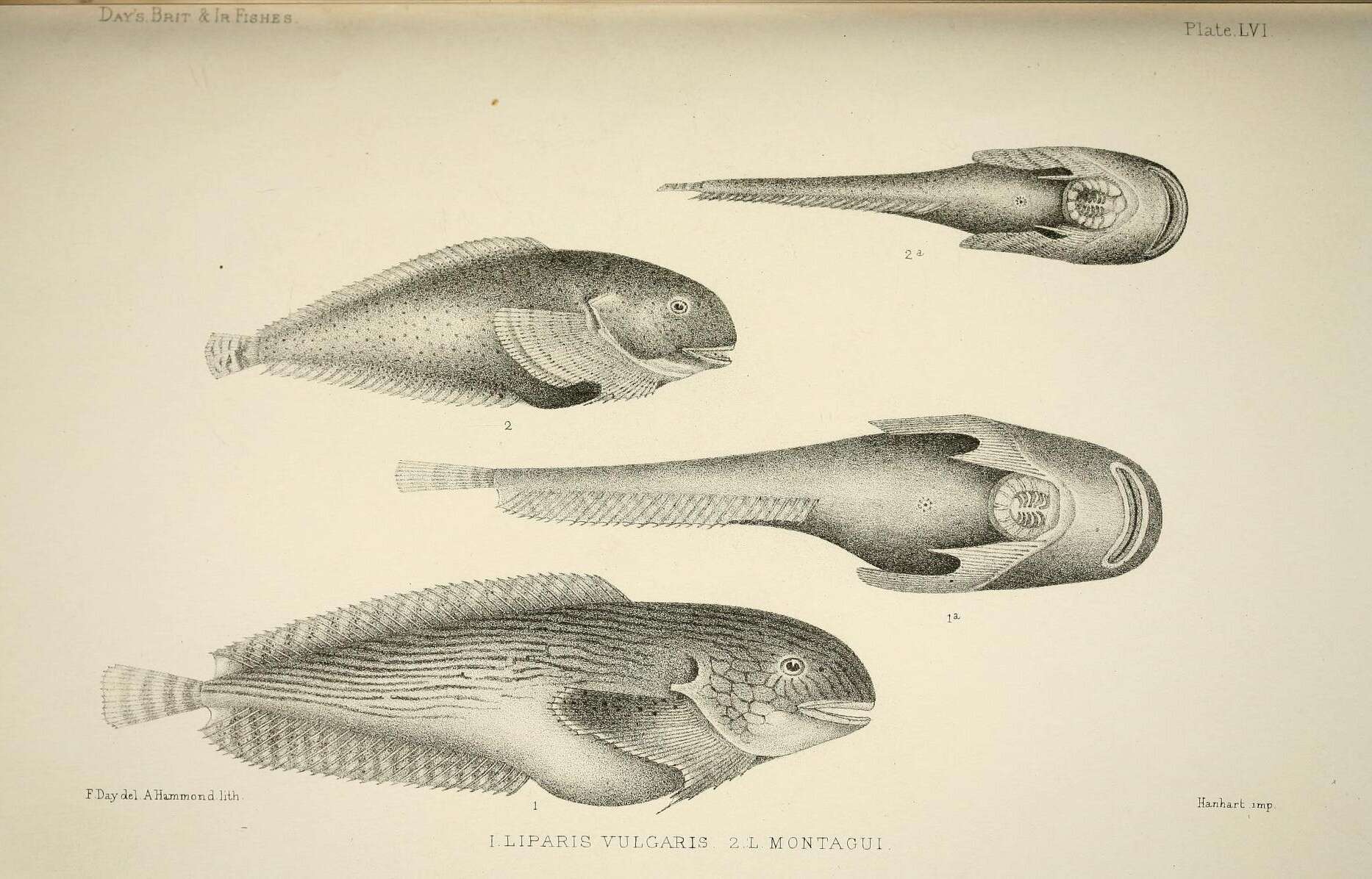 Plancia ëd Liparis montagui (Donovan 1804)