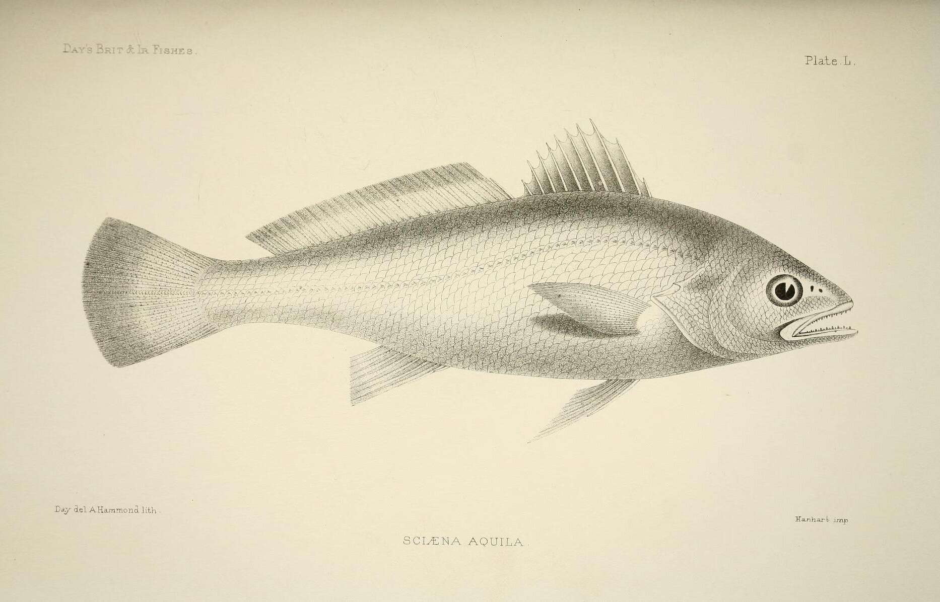 Image of Croaker