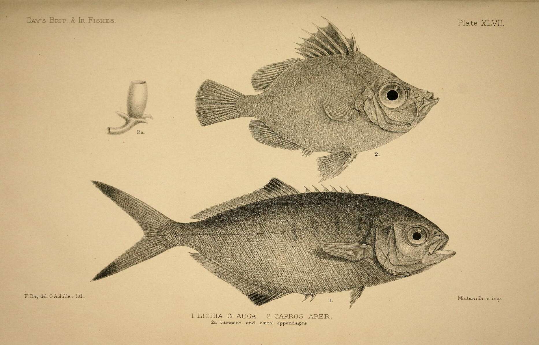 Imagem de Trachinotus ovatus (Linnaeus 1758)