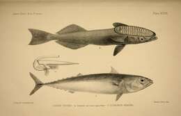 Imagem de Remora remora (Linnaeus 1758)