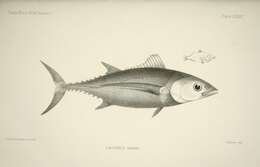 Image of Albacore Fish