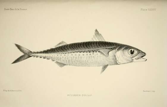 Image of Atlantic Chub Mackerel