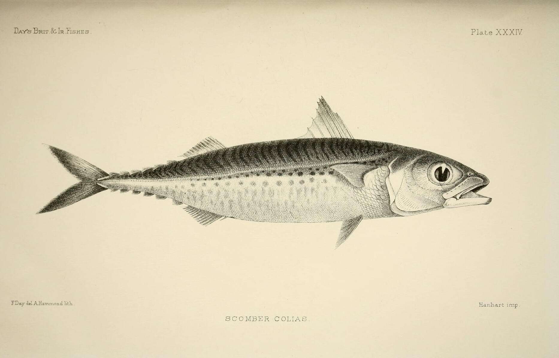 Imagem de Scomber colias Gmelin 1789