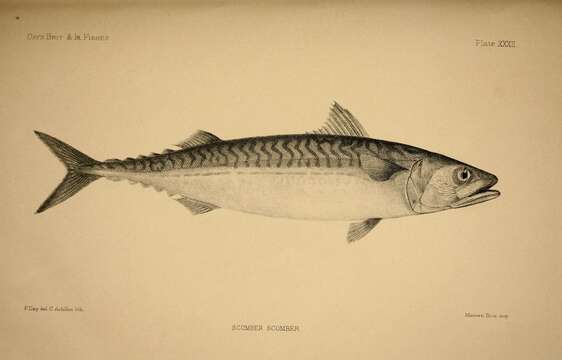 Image of Atlantic Mackerel