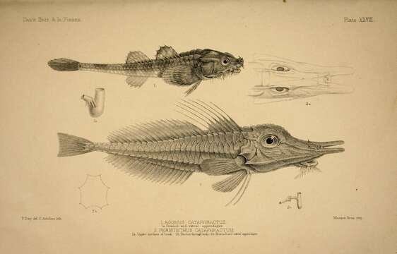 Plancia ëd Peristedion cataphractum (Linnaeus 1758)