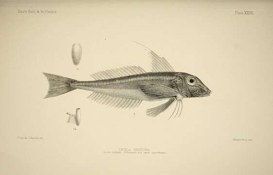 Image of Long-finned Gurnard