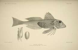 Image of Rock Gurnard