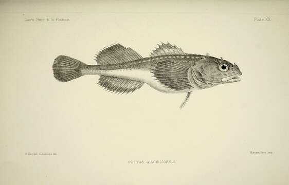 Imagem de Myoxocephalus quadricornis (Linnaeus 1758)