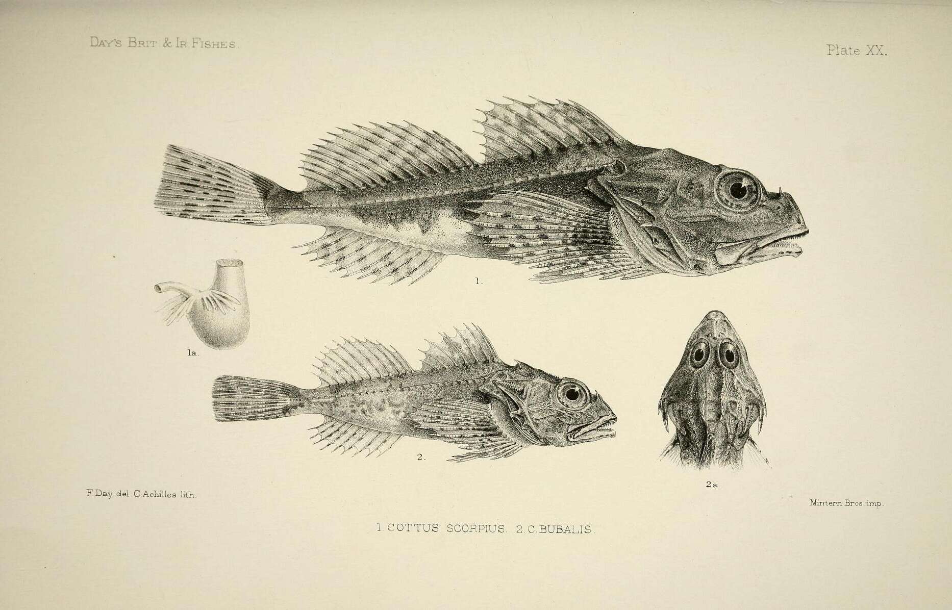 Image of Shorthorn sculpin