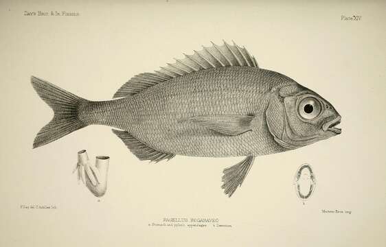 Image of Blackspot Seabream