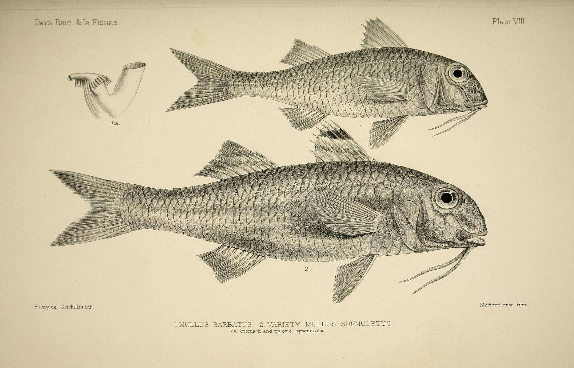 Image of Blunt-snouted Mullet