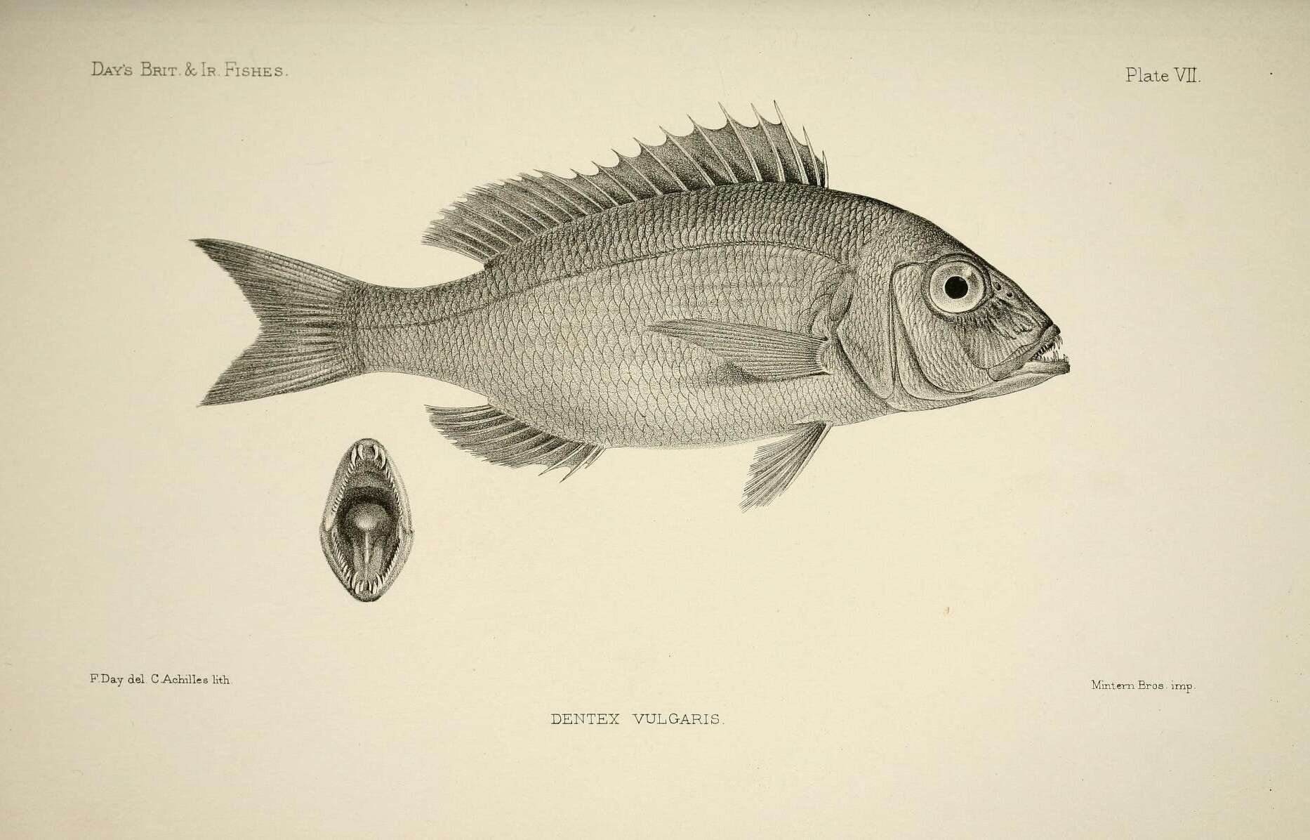 Image of Common Dentex