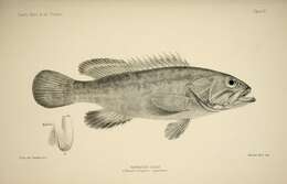 Image of Dusky Grouper